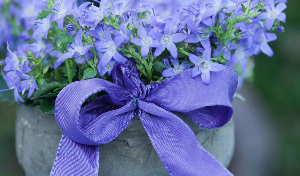 Колокольчики в горшке