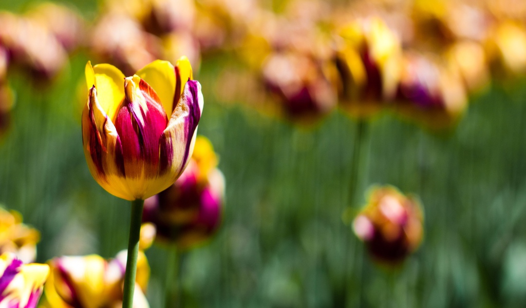 Тюльпаны в ботаническом саду