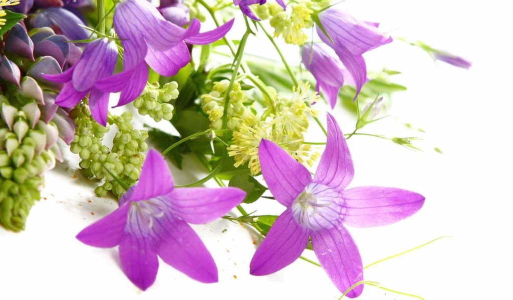 Букет из колокольчиков