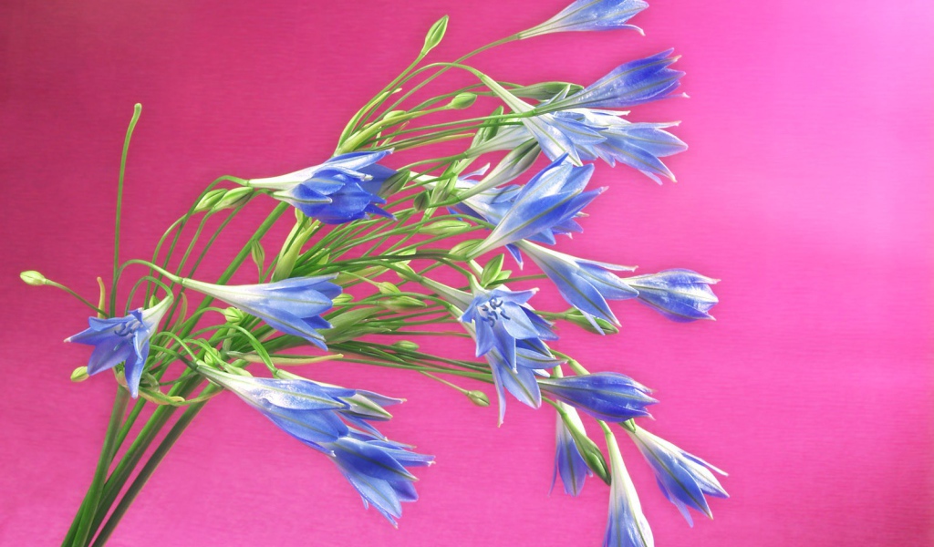 Букет синих полевых цветов