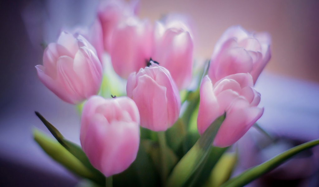 Букет розовых тюльпанов