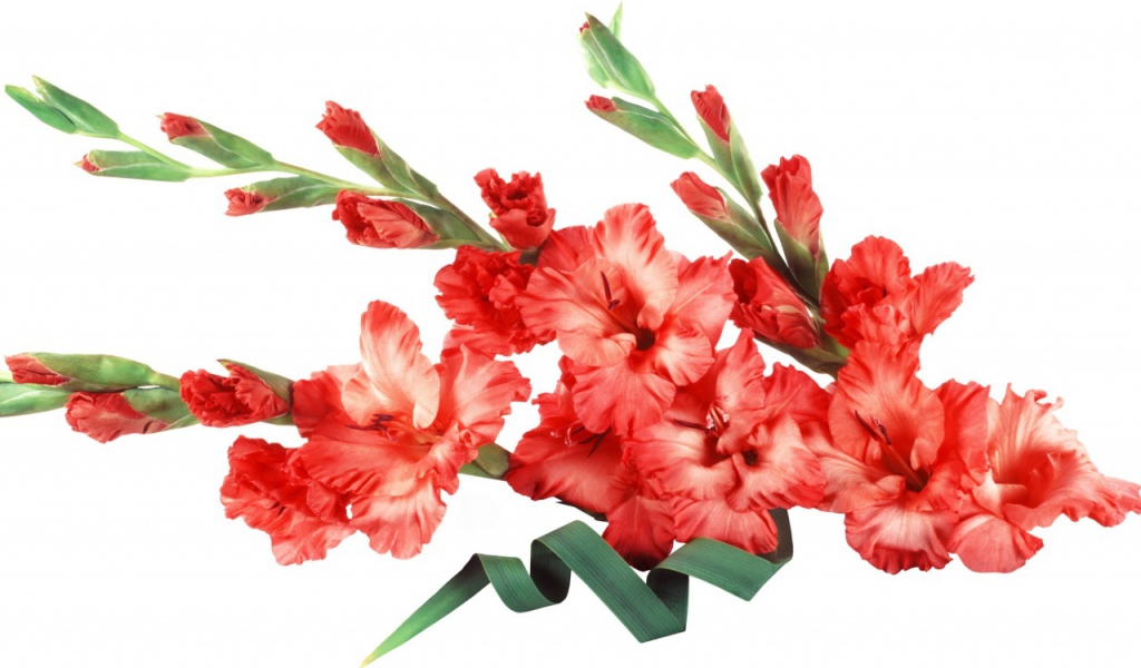 Букет красных гладиолусов