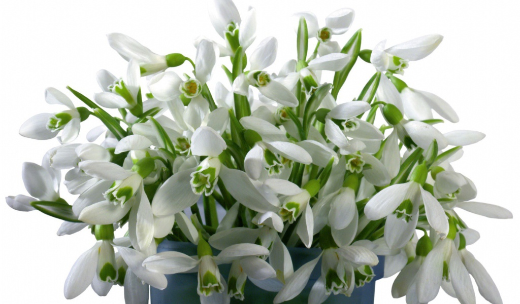 Букет белых цветов в ведре