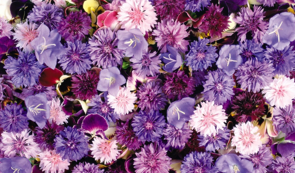 Букет полевых цветов