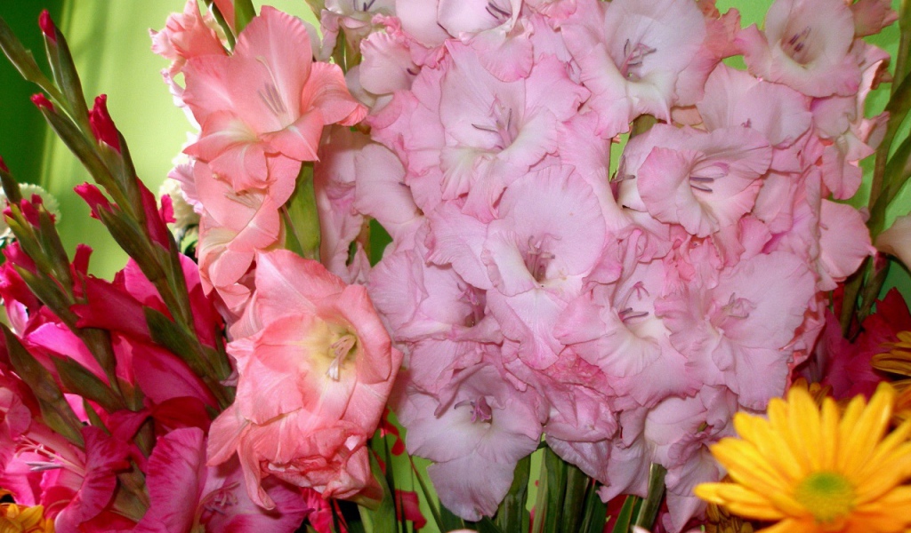 Букеты розовых цветов гладиолуса