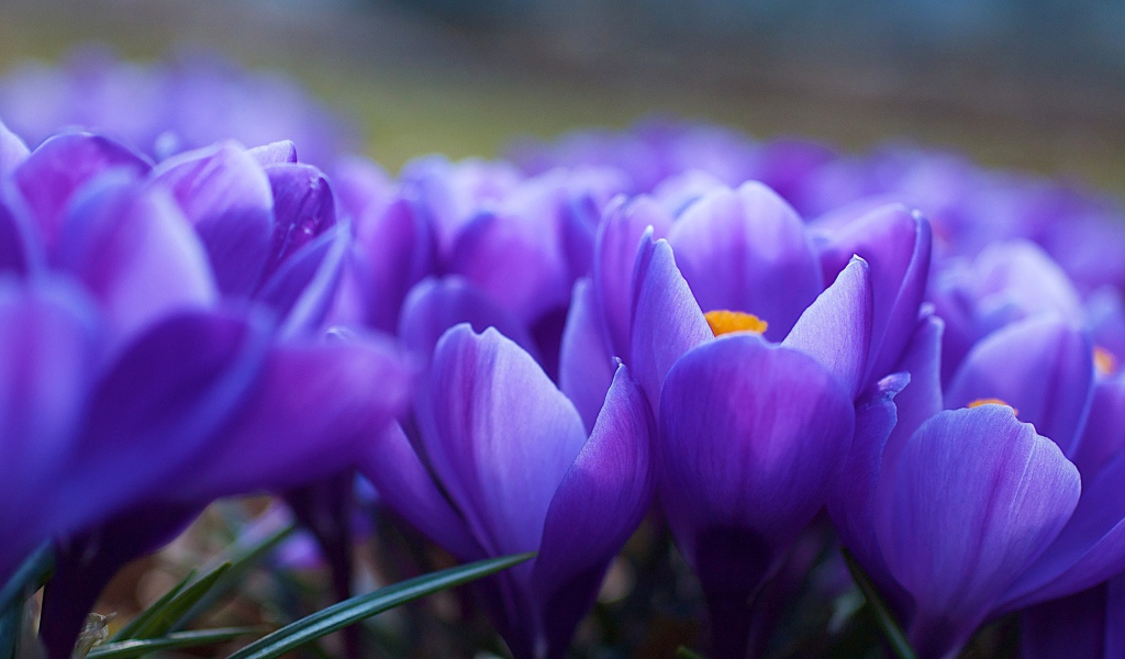  Поле Синих цветов