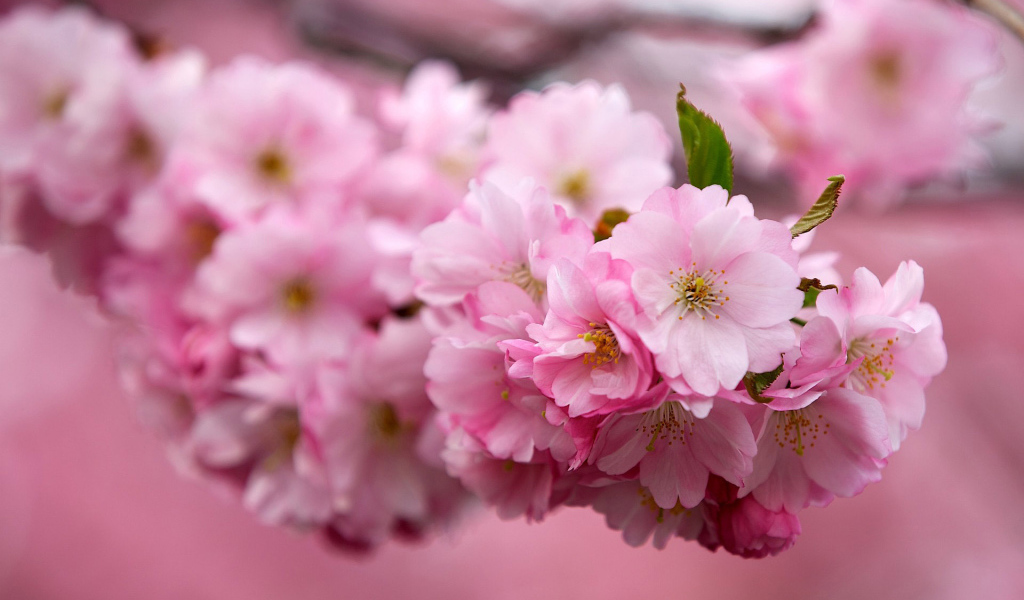 Ветка Японской вишни