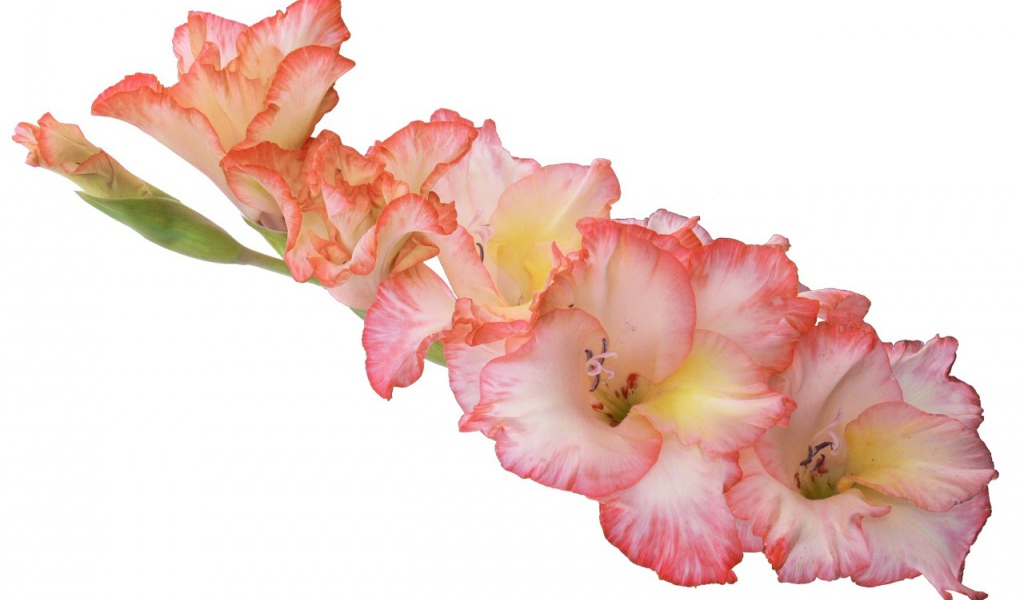 Ветка розовых гладиолусов