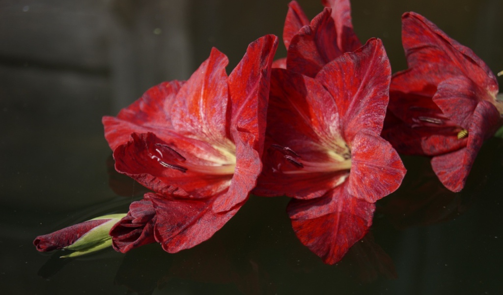 Ветка с красными гладиолусами