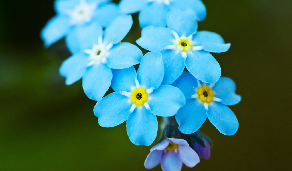 Яркие красивые цветы незабудки