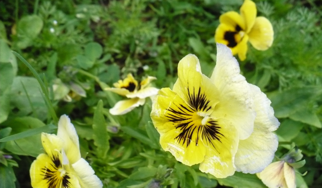 Яркие красивые желтые цветы анютины глазки