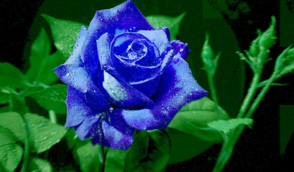 Яркая синяя роза
