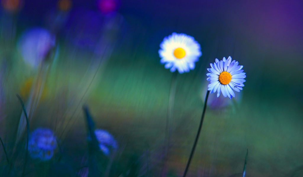 Яркие цветы маргаритки на поляне