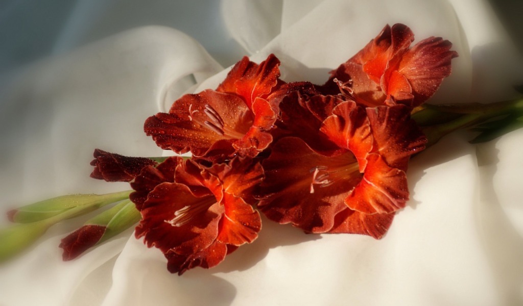 Ярко оранжевые гладиолусы