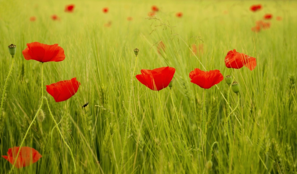 Яркие маки на поле