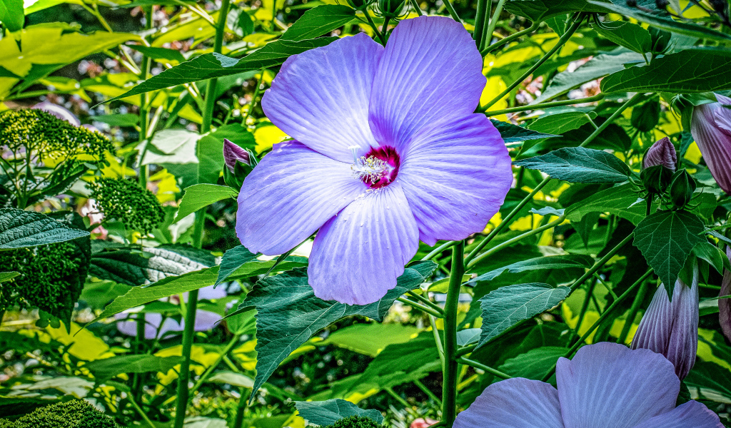 Светлый фиолетовый цветок