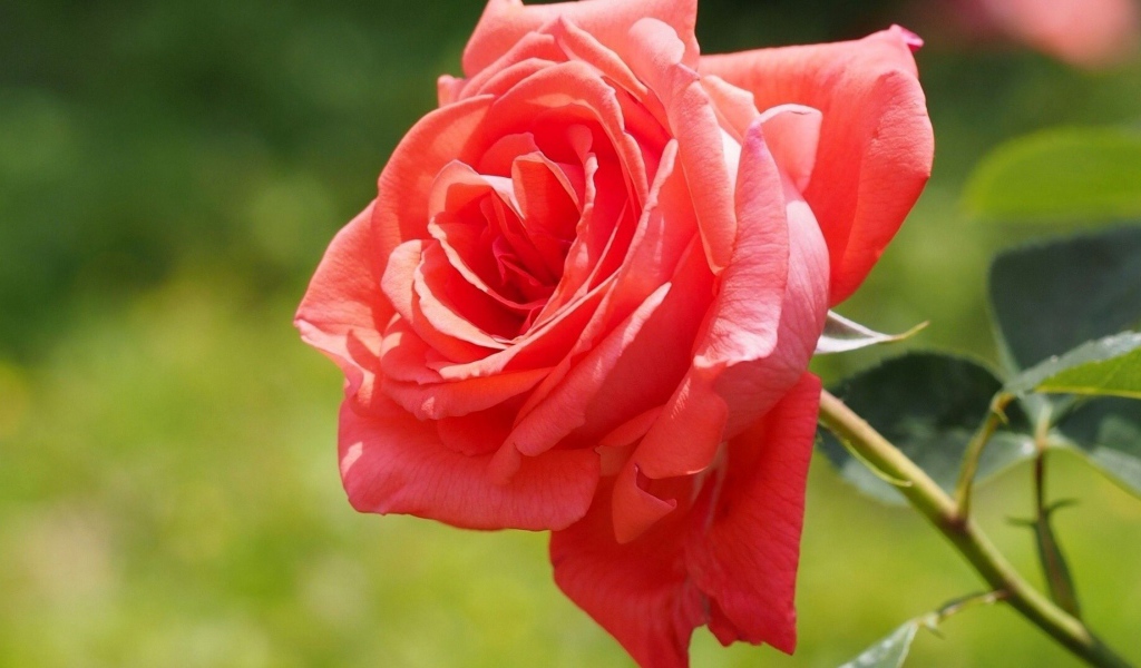 Яркая красная роза в саду