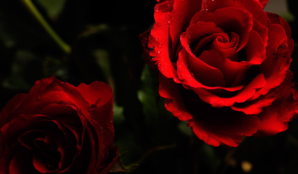 Яркие красные розы на тёмном фоне