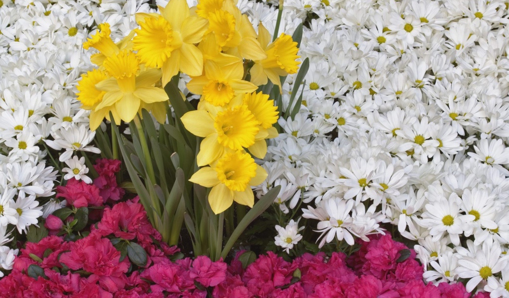 Брайтоне нарцисса и цветы ромашки