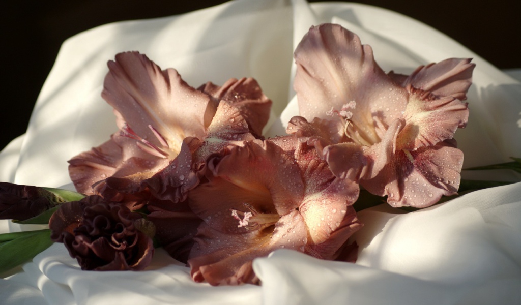 Коричневые цветы гладиолуса