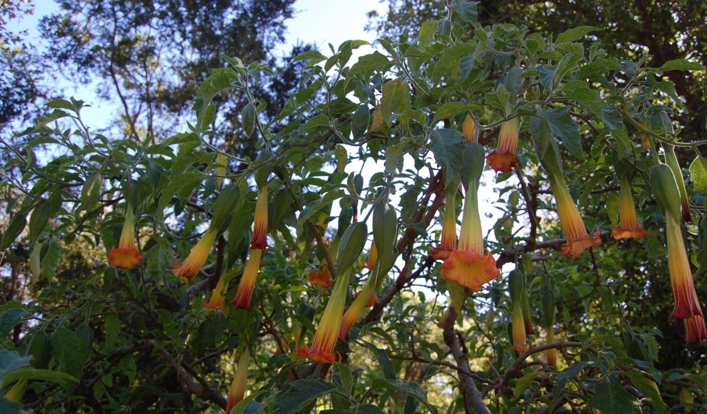 Бругмансия на дачном участке