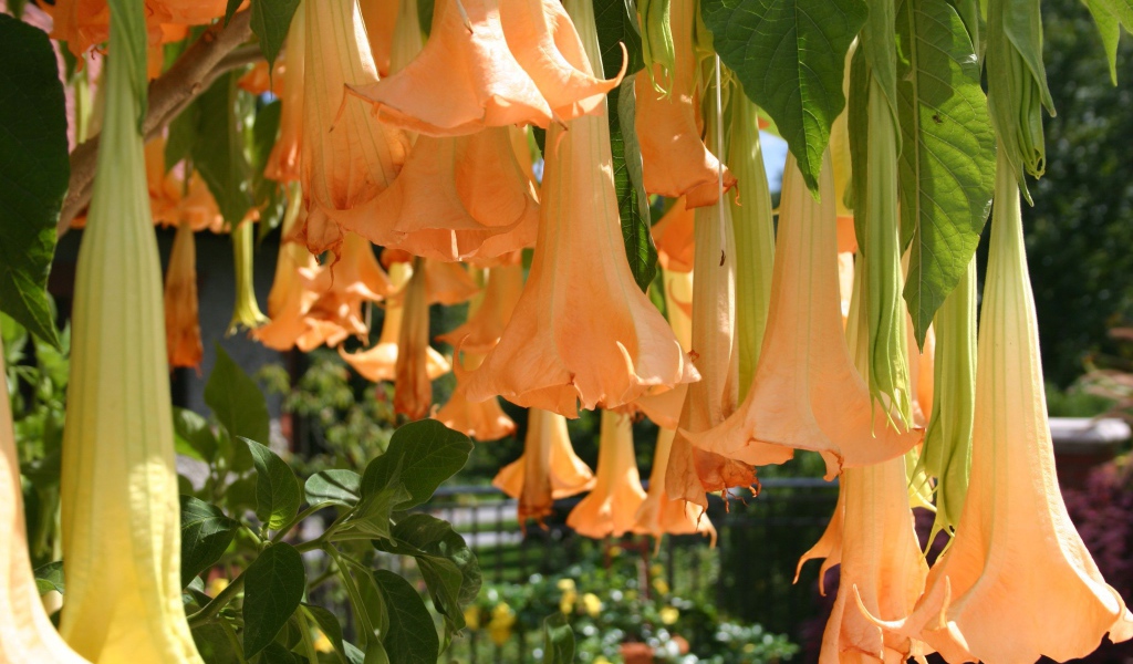 Красивый цветок бругмансия в саду