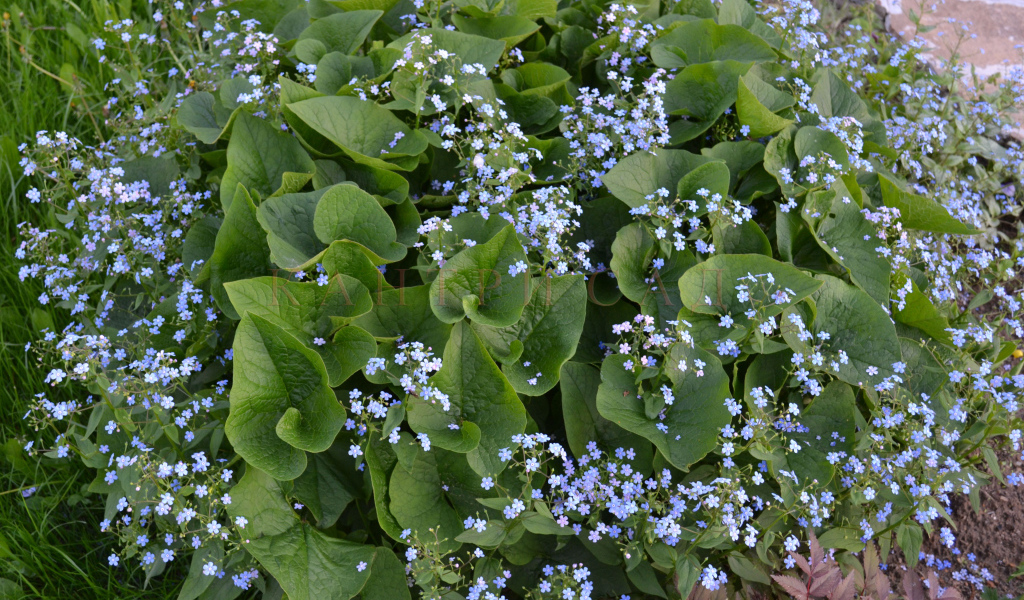 Бруннера сибирская многолетнее растение