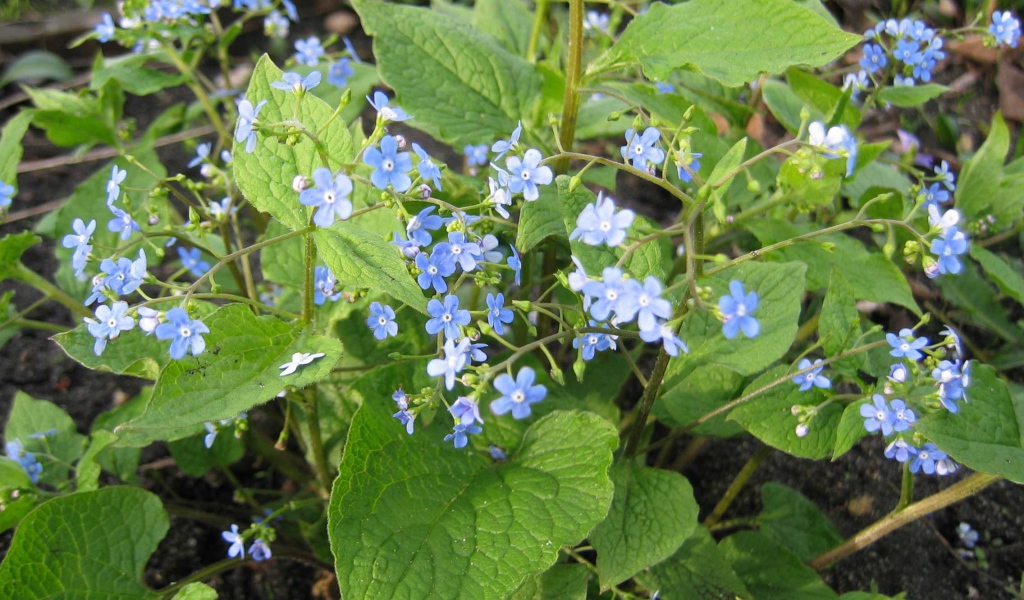 Красивые цветы бруннера в лесу