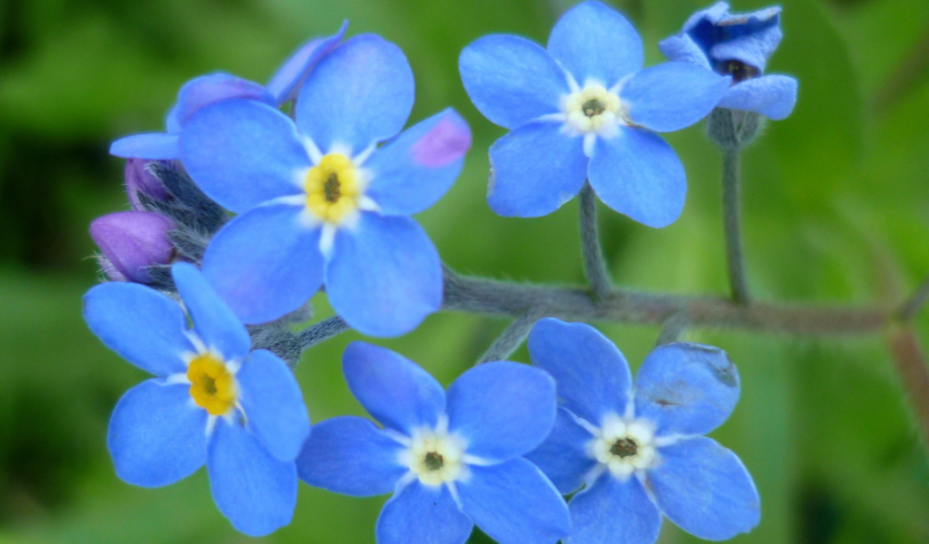 Красивые цветы бруннера в саду