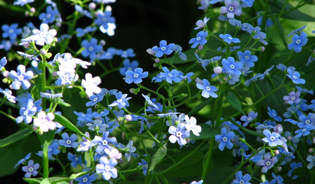 Красивые цветы бруннера на солнце