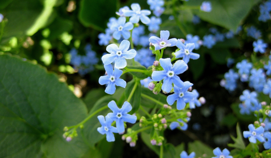 Бруннера красивое многолетнее растение