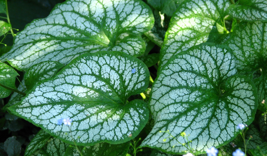 Красивое растение бруннера в лесу