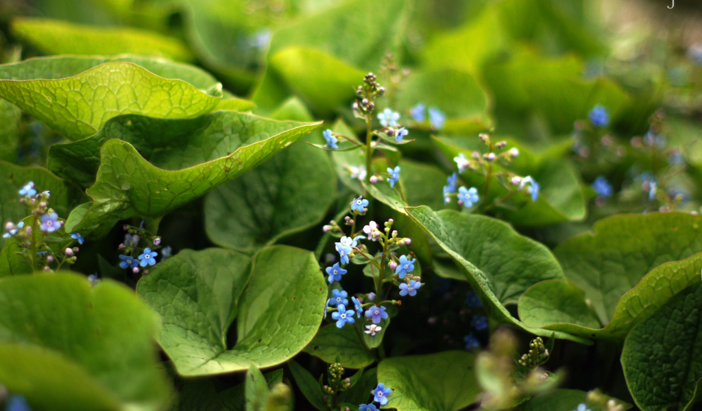 Цветы бруннера растет на Кавказе и юго-востоке Азии