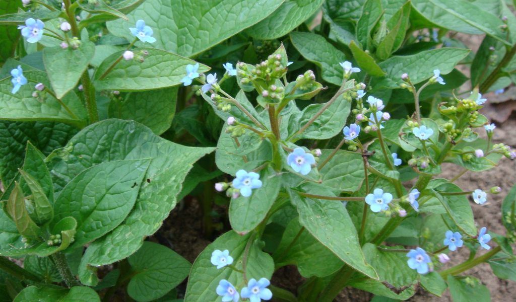 Многолетнее растение бруннера в лесу