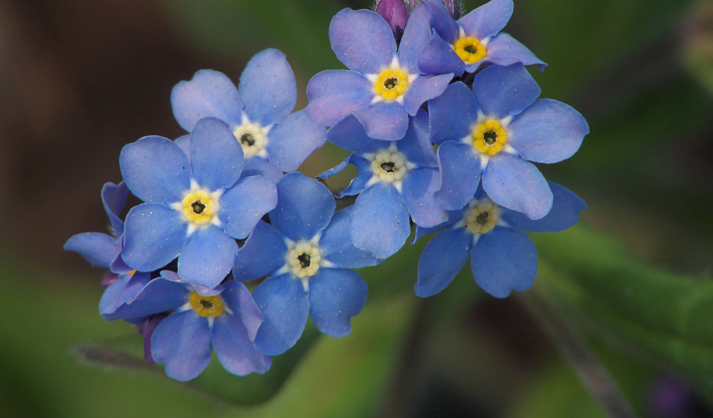Многолетнее растение бруннера в саду