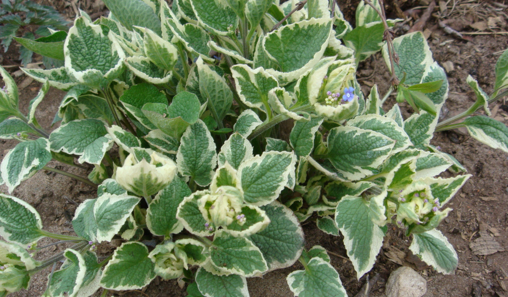 Многолетнее растение бруннера в парке