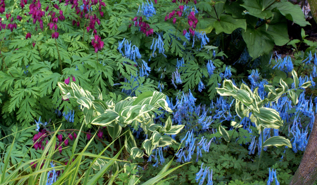 Растение бруннера в саду