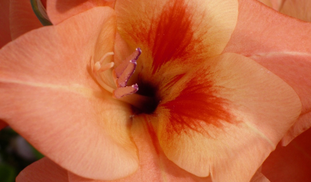 Бутон оранжевого гладиолуса