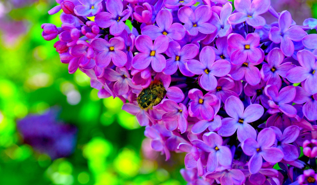 Шмель на сирени