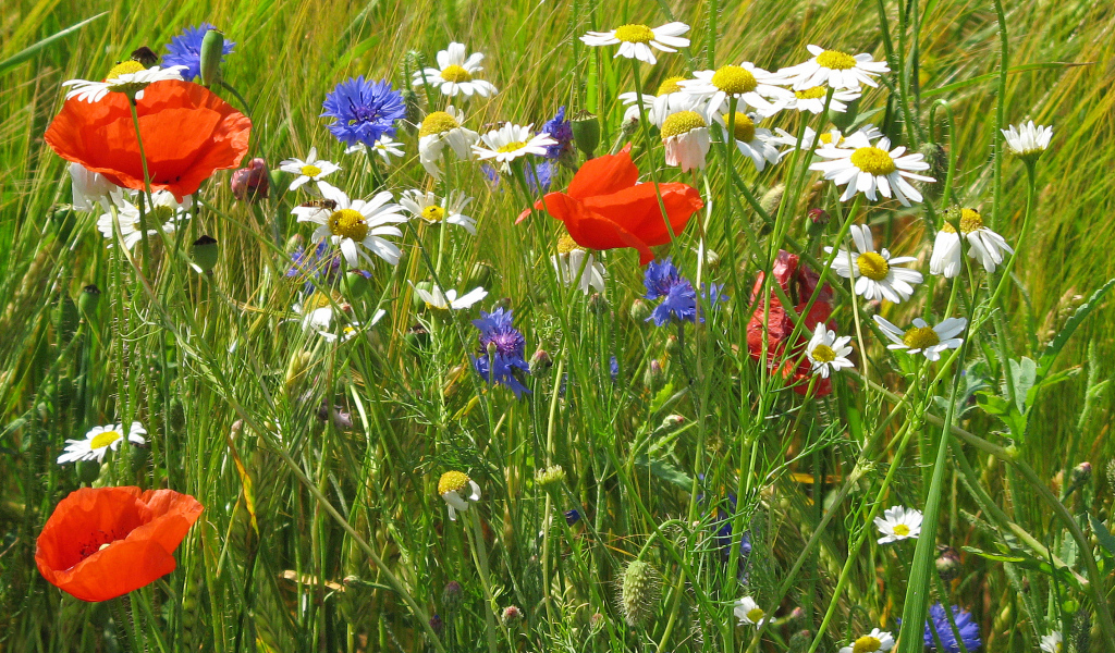 Семейка полевых цветов