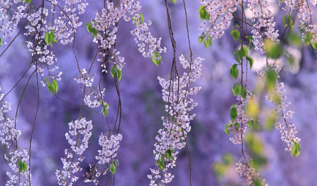 Гроздья из цветов
