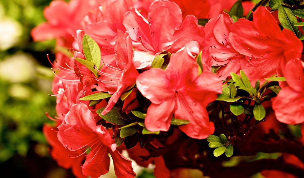 Куст красных цветов