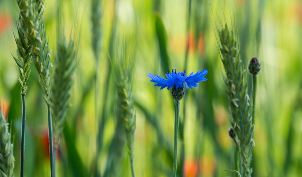 Лютик в поле