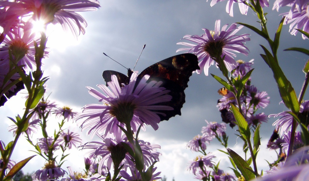 Бабочка на ромашках