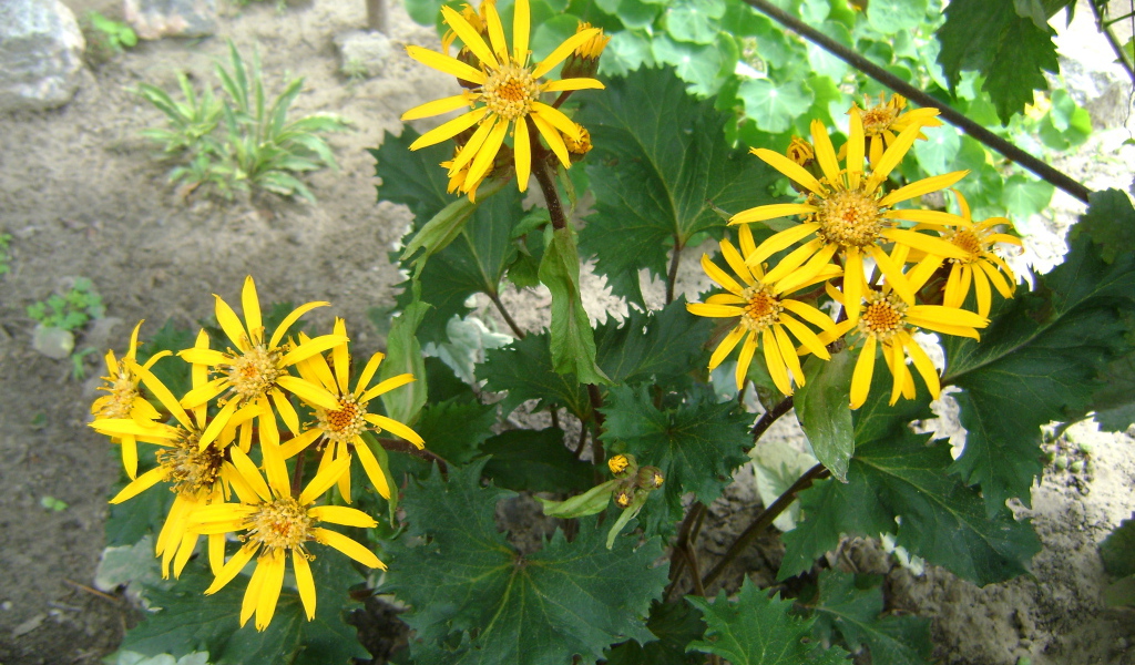 Красивый бузульник в саду