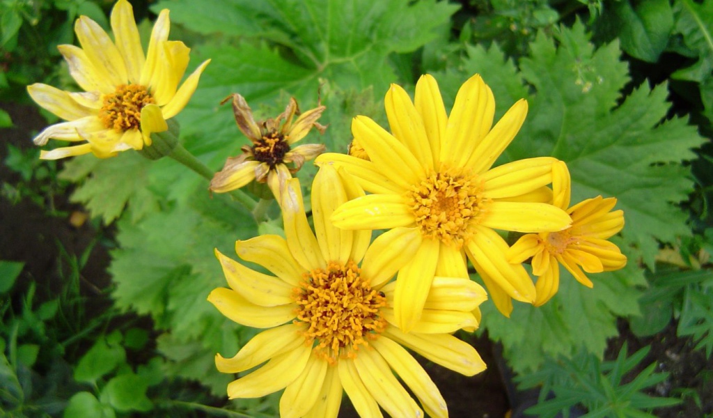 Красивое растение бузульник в парке