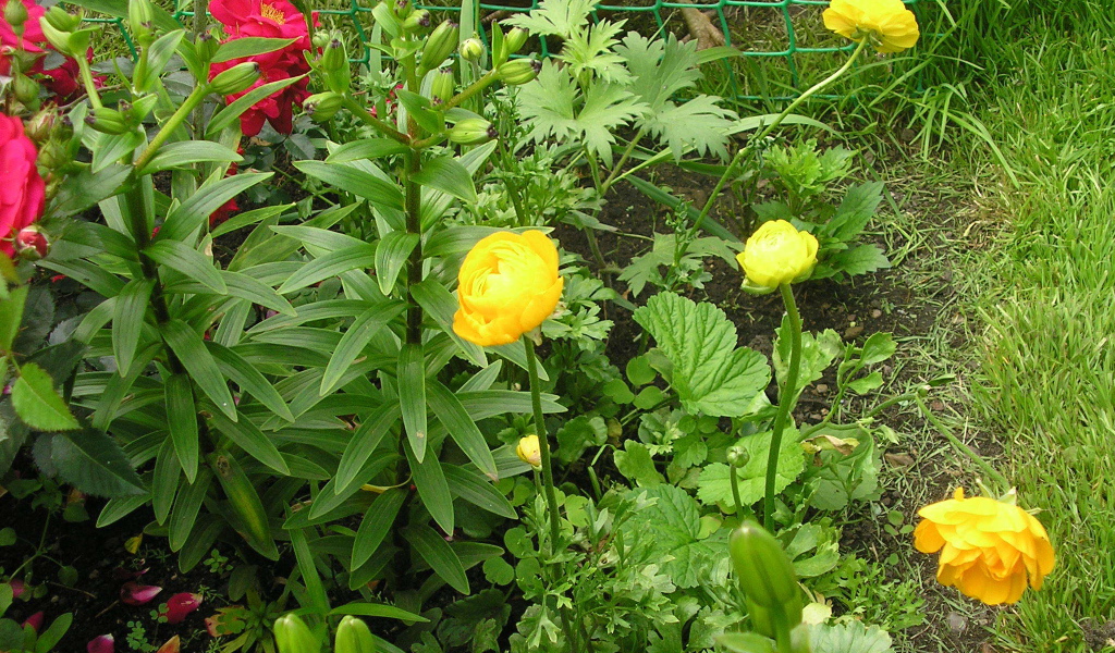 Растение бузульник на дачном участке