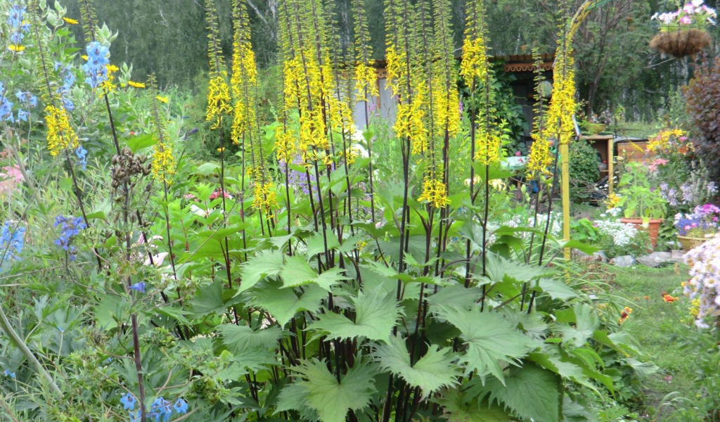 Растения бузульник в саду