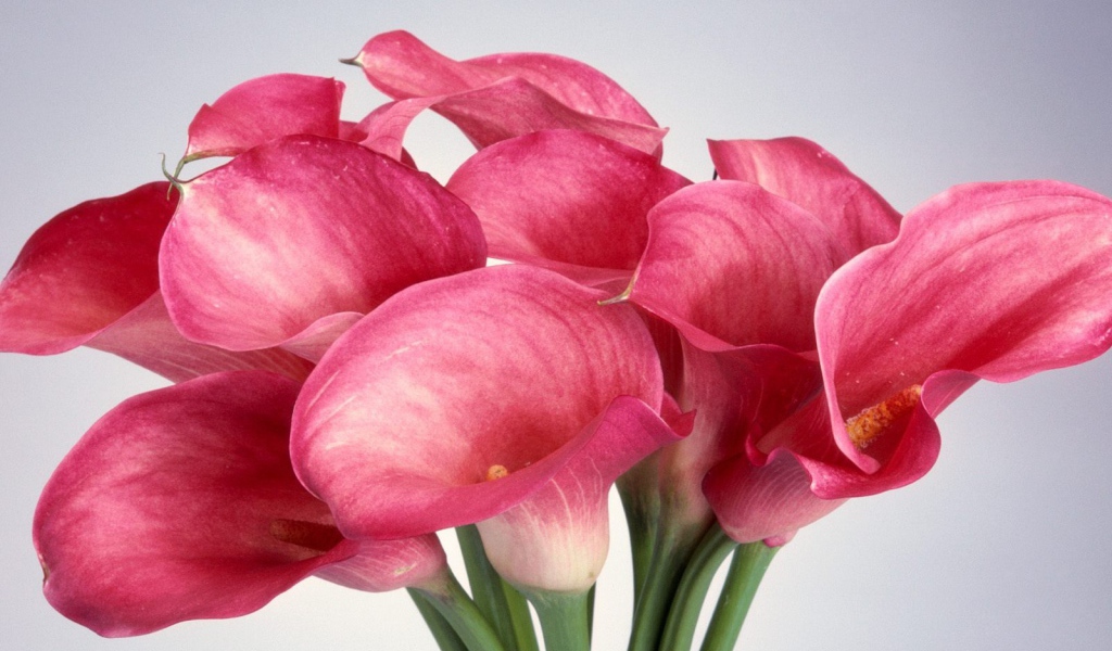 Калла лилии