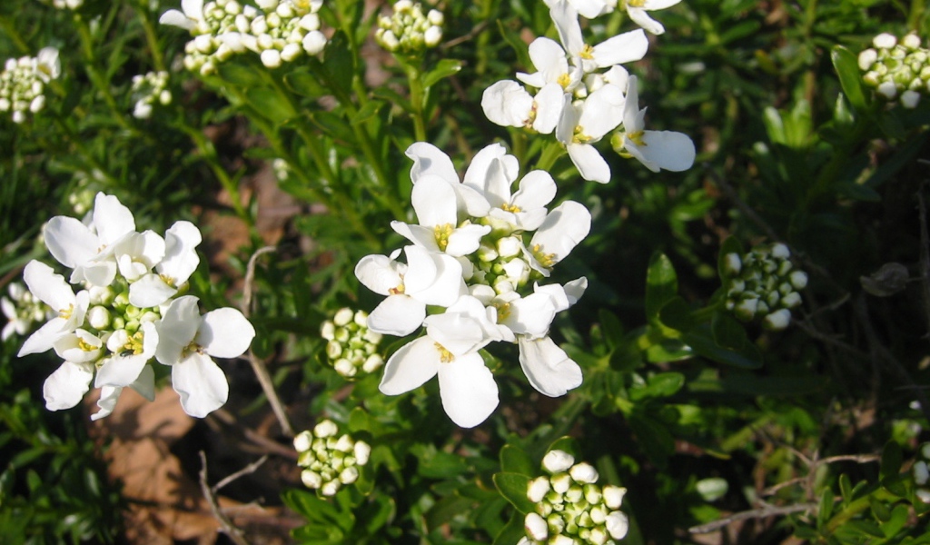 Кавказская резуха на поляне